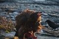 Immature Bald eagle feeding on deer carcass Royalty Free Stock Photo