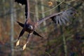 Immature bald eagle flies through the branches of trees as it flies towards the camera Royalty Free Stock Photo