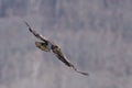 Immature Bald Eagle in Flight Royalty Free Stock Photo