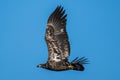 Immature Bald Eagle in Flight Royalty Free Stock Photo