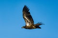 Immature Bald Eagle in Flight Royalty Free Stock Photo