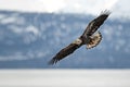 Immature Bald Eagle in flight in Alaska Royalty Free Stock Photo