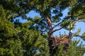 Immature bald eagle Haliaeetus leucocephalus perching in a pine tree above the nest in northern Wisconsin Royalty Free Stock Photo