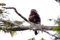 Immature Bald Eagle sitting on a branch, looking over shoulder, Great Bear Rainforest, BC