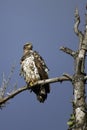 Immature Bald Eagle perched
