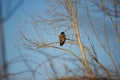 Immature bald eagle Royalty Free Stock Photo