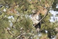 Immature bald eagle perched on a branch