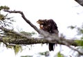 Immature Bald Eagle preening with its talon Royalty Free Stock Photo