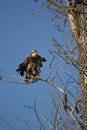 preening eagle Royalty Free Stock Photo