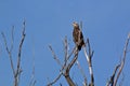 Immature Bald Eagle Royalty Free Stock Photo