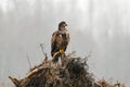 Immature bald eagle standing on a mass of tree roots on a misty morning Royalty Free Stock Photo