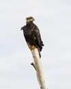 Immature bald eagle standing on tall bare tree stump surveying with brown feathers Royalty Free Stock Photo