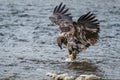 Immature bald eagle stomps on a chum salmon