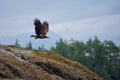 An immature bald eagle takes flight from a barnacle covered rock in the Broughton Archipelago Royalty Free Stock Photo