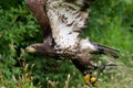 Immature bald eagle takes flight, drops of water spraying from wet feathers Royalty Free Stock Photo