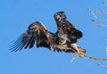 Immature Bald Eagle taking off