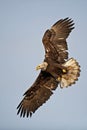 Immature Bald Eagle turning in flight image Royalty Free Stock Photo