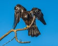 Immature Bald Eagles Speads Wings Royalty Free Stock Photo