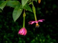 Immature banana passionfruit  showing two fruits with flowers Royalty Free Stock Photo