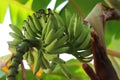 Immature Bananas on Banana Tree Royalty Free Stock Photo