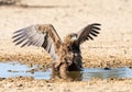 Immature Bateleur Eagle Royalty Free Stock Photo