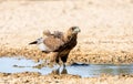 Immature Bateleur Eagle Royalty Free Stock Photo