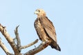 Immature Bateleur eagle on dead tree Royalty Free Stock Photo