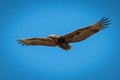 Immature bateleur eagle gliding in blue sky Royalty Free Stock Photo
