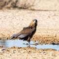 Immature Bateleur Eagle Royalty Free Stock Photo