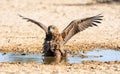 Immature Bateleur Eagle Royalty Free Stock Photo