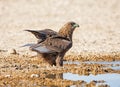 Immature Bateleur Eagle Royalty Free Stock Photo