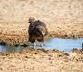 Immature Bateleur Eagle Royalty Free Stock Photo