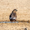 Immature Bateleur Eagle Royalty Free Stock Photo