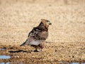 Immature Bateleur Eagle Royalty Free Stock Photo