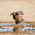 Immature Bateleur Eagle Royalty Free Stock Photo