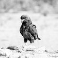 Immature Bateleur Eagle Royalty Free Stock Photo