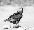 Immature Bateleur Eagle Royalty Free Stock Photo