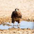 Immature Bateleur Eagle Royalty Free Stock Photo