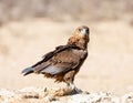 Immature Bateleur Eagle Royalty Free Stock Photo