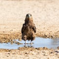 Immature Bateleur Eagle Royalty Free Stock Photo