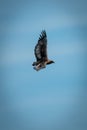 Immature bateleur flies in perfect blue sky Royalty Free Stock Photo