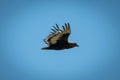 Immature bateleur glides across perfect blue sky Royalty Free Stock Photo
