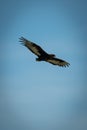 Immature bateleur glides in perfect blue sky Royalty Free Stock Photo