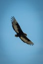 Immature bateleur soaring in perfect blue sky Royalty Free Stock Photo