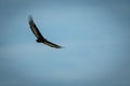 Immature bateleur soars in perfect blue sky Royalty Free Stock Photo