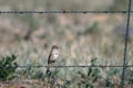 Bell`s Sparrow perches on a barbed-wire fence in southern Colorado`s rural San Luis Valley Royalty Free Stock Photo