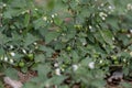 Black nightshade (Solanum nigrum).