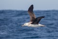 Immature Black browed Albatross in flight