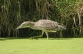 Immature Black Crowned Night Heron Stalking Prey