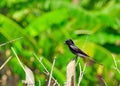 Immature Black Drongo Royalty Free Stock Photo